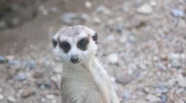African meerkats enjoy lockdown while Thai zoo is closed due to Covid-19