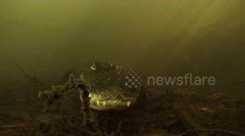 Brave diver swims side-by-side with intimidating alligators in Florida, US