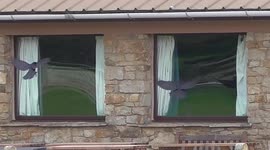 Crazy crows fly into a window attacking their own reflection