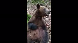 Bear asks for a balalaika