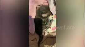 Hand-reared fox cub thinks rescuer is its mum - and even cuddles up to her poodle