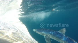 Blue sharks feast on fin whale carcass off coast of San Diego in California