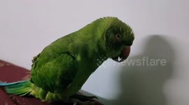 Wildlife rescuer talks to mopey 'talking' parrot