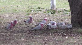 Beautiful Pink and Grey Galahs feeding, squabbling and playing