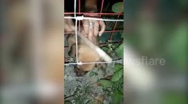 Kind woman saves puppy stuck in a narrow gap in her metal fence