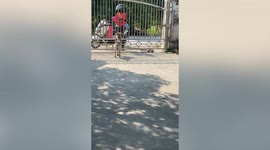 Clever pet dog collects parcel from the postman in Thailand