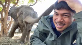 Baby elephant slaps Thai man’s head with its trunk to ask for food