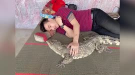 Thai man naps alongside his friendly pet crocodile