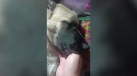 Pet German shepherd sucks owner’s finger as if it was sipping milk