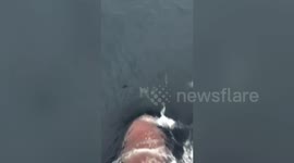 Pod of dolphins race in front of cargo ship in southern Thailand