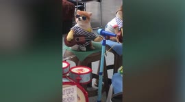 Pomeranian pet dogs amuse mall-goers as they pose in front of toy instruments like a band