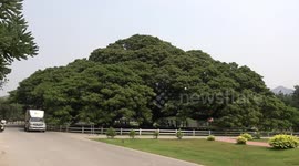 Incredible Giant Rain Tree 20 metres tall attracts tourists in Thailand
