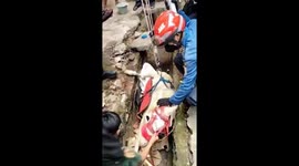 Fire team evacuates horse trapped in drainage ditch in Jakarta, Indonesia