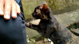 1-Cat struggles before its allowed to climb onto its owner's lap