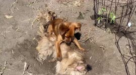 Puppies Help Plant A Garden