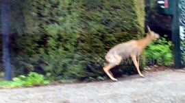 A deer gets lost in town, hits a portal to escape