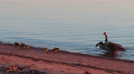 Adorable family of Geese and baby Goslings playing on Lake Superior at sunrise!