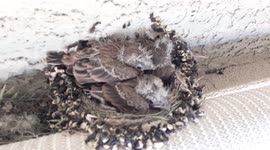 10 day old baby birds almost ready to leave the nest