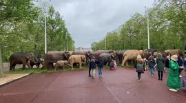 Model elephants cross the Mall in London  to highlight the human impact on wild life