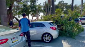 Part 1 - Cars Crushed by huge branch in Los Angeles. Large section of the lawn two very expensive cars adjacent to Palisades Park in Santa Monica California.