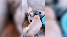 Four pet pugs enjoy splashing in shower with water-filled basins