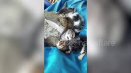 Rabbit acts as mother to newly-adopted kittens found abandoned by her owner