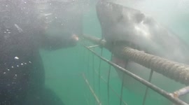Aggressive great white shark gnaws on cage in close encounter with South Africa divers
