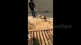 Heartwarming moment dog is saved from plastic jar stuck on its head in India