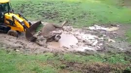 Forest officials rescue female elephant stuck in puddle in southern India
