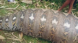 Suspected human-eating 7m python has its stomach cut open in Indonesia