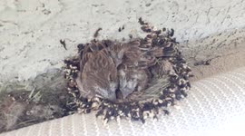 11 day old baby birds in the nest getting ready to leave