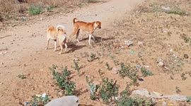 Street dogs fighting for female and to defend their territory from intruder