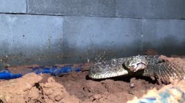 Texas wildlife control remove 13 rattlesnakes hiding underneath house
