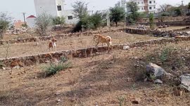 Street dog fighting for female dog and territory protection on the roadside area so a kid breaks fight
