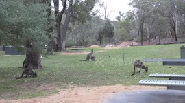 Kangaroo Joey at the milk bar – feeding inside its mother’s pouch