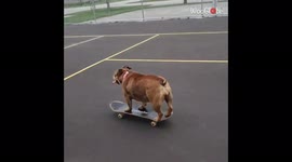 'Bulldog Tries to Skate Away from Owner after being Told to Return Home'