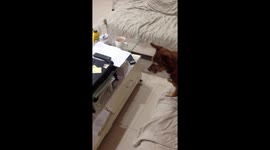 What ya watching Lollie dog? - Funny cat videos eh!  Where is that cat????  What's going on????  What's it talking about???