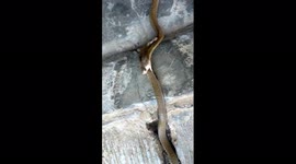 Snake rescuer struggles to separate two cobras locked in battle