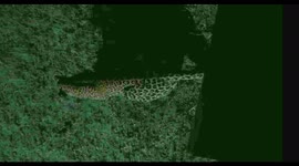 Leopard went under my vehicle to hunt Impala!
