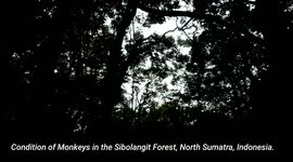 Condition of Monkeys in the Sibolangit Forest, North Sumatra, Indonesia.