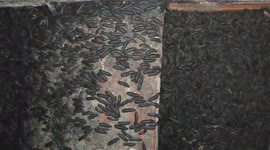 Eerie scene as hundreds of worms move in unison across garden in Vietnam