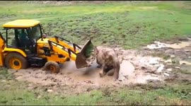 Indian officials use excavator to rescue elephant stuck in muddy pool