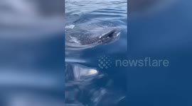 Watch this terrifying close encounter between fishermen and three large WHALE SHARKS