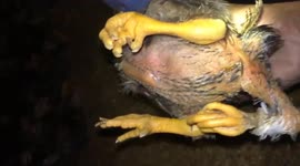 Chicken born with 3 legs spotted in Vietnam