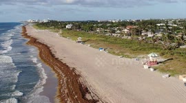 Beach in Florida lined with seaweed that smells like rotten eggs