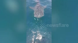 Friendly whale shark floats over to fishing boat in Thailand