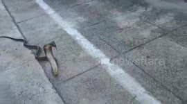 Snake wrangler shows how to catch cobra with bare hands