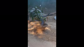 Snake outside window in odisha  /  king cobra outside our kitchen window