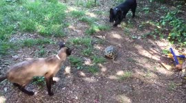 Brave tortoise vs poor French Bulldog: who is a real predator?