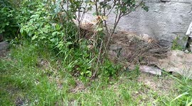 caught a small and young lizard skulking around us